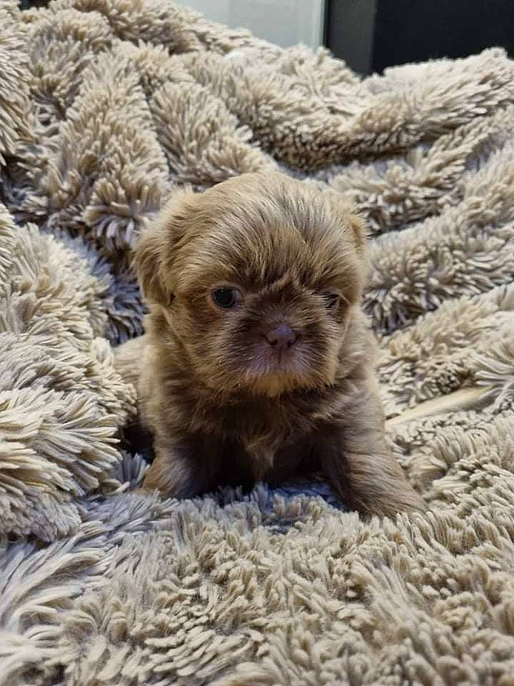 Mila participe au concours pour gagner de l'argent avec cette photo : art, carnivore, companion_dog, dog, dog_breed, fawn, fur, liver, rock, small_terrier, snout, soil, terrestrial_animal, terrier, toy_dog, wood, wool, working_animal, working_terrier, yorkipoo