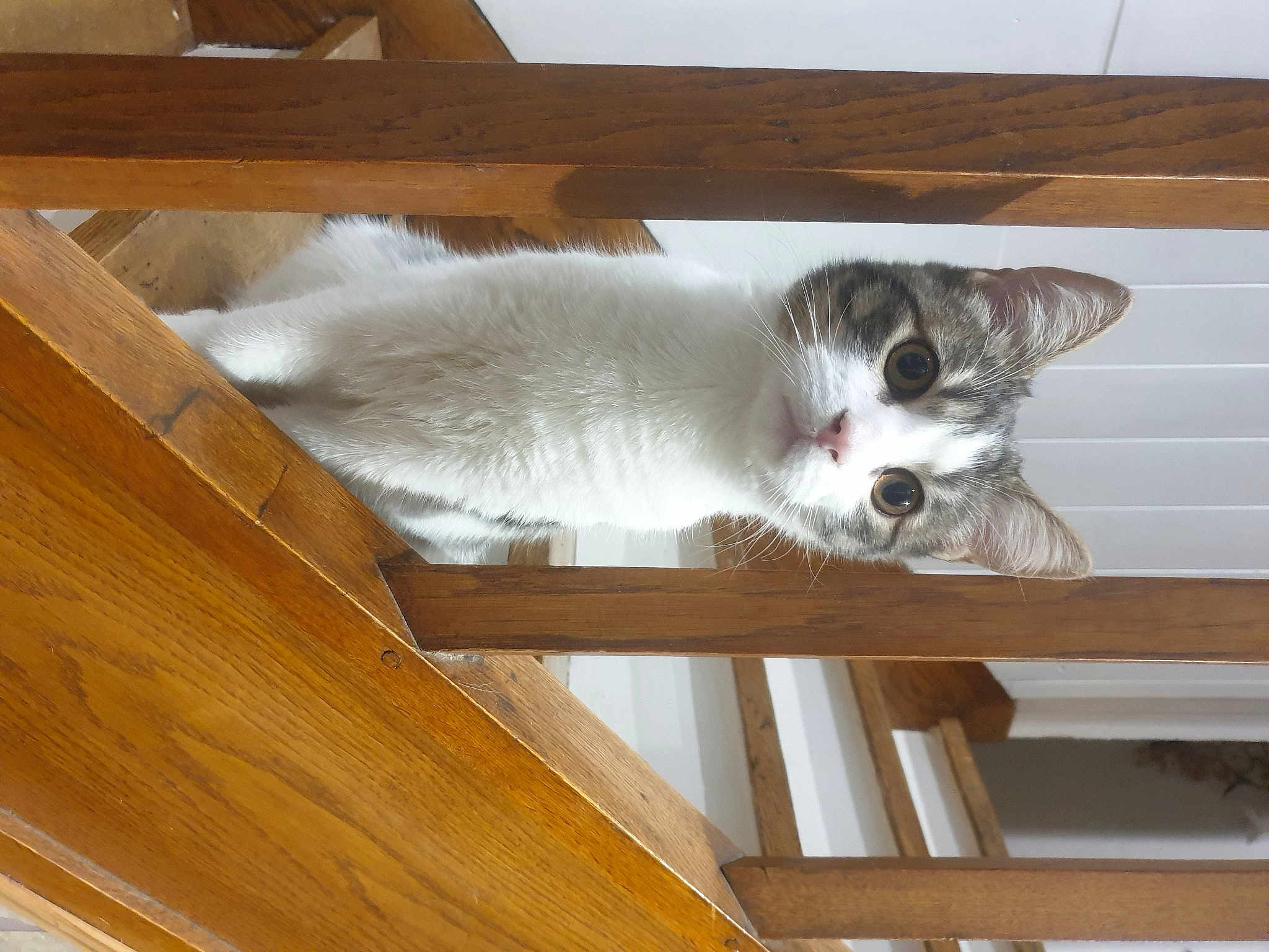 Dobby