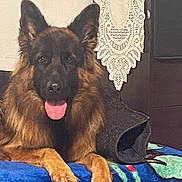 Tia a rejoint le concours — aidez-le/la à gagner de superbes lots ! animal, bodypart, canine, cushion, dog, germanshepherd, homedecor, mouth, person, pet, policedog, puppy