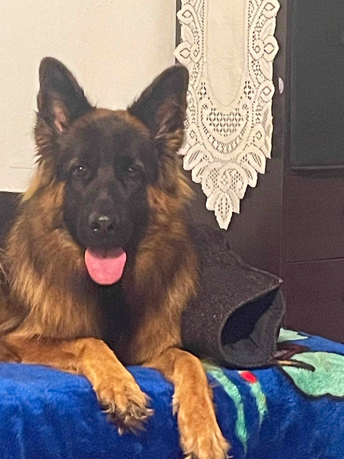 Tia a rejoint le concours — aidez-le/la à gagner de superbes lots ! animal, bodypart, canine, cushion, dog, germanshepherd, homedecor, mouth, person, pet, policedog, puppy