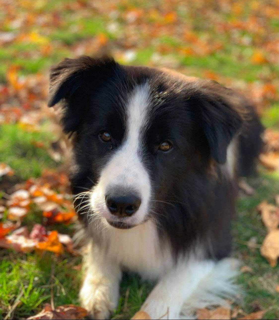 Pancho participe au concours pour gagner de l'argent avec cette photo : australian_collie, borador, border_collie, canidae, carnivore, companion_dog, dog, dog_breed, fur, grass_family, herding_dog, hunting_dog, mammal, snout, sporting_group, whiskers, working_animal, working_dog
