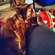 Coco joined the competition — help win amazing prizes! cat, brown_cat, pet, animal, lap, cozy, feline, indoor, resting, fur, warm, blanket, comfort, home, relaxing, yellow_eyes, close_up, mammal, cute, domestic_animal