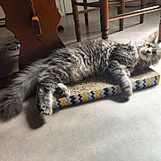 Yuna a rejoint le concours — aidez-le/la à gagner de superbes lots ! animal, cat, chair_leg, cozy, curious, domestic, feline, floor, fluffy, household, indoor, laying_down, paw, pet, relaxed, scratch_pad, tabby, tail, whiskers, wooden_table