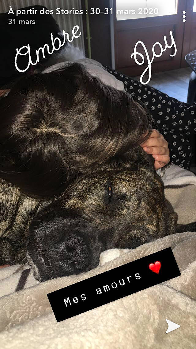 Joy participe au concours pour gagner de l'argent avec cette photo : black_hair, canidae, companion_dog, fawn, fur, hair, hair_coloring, hairstyle, human, lace_wig, liver, photo_caption