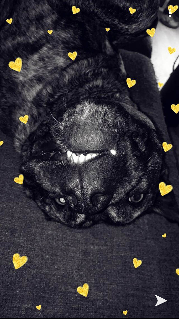 Joy a rejoint le concours — aidez-le/la à gagner de superbes lots ! black, black_cat, canidae, carnivore, french_bulldog, paw, snout, sporting_group, whiskers