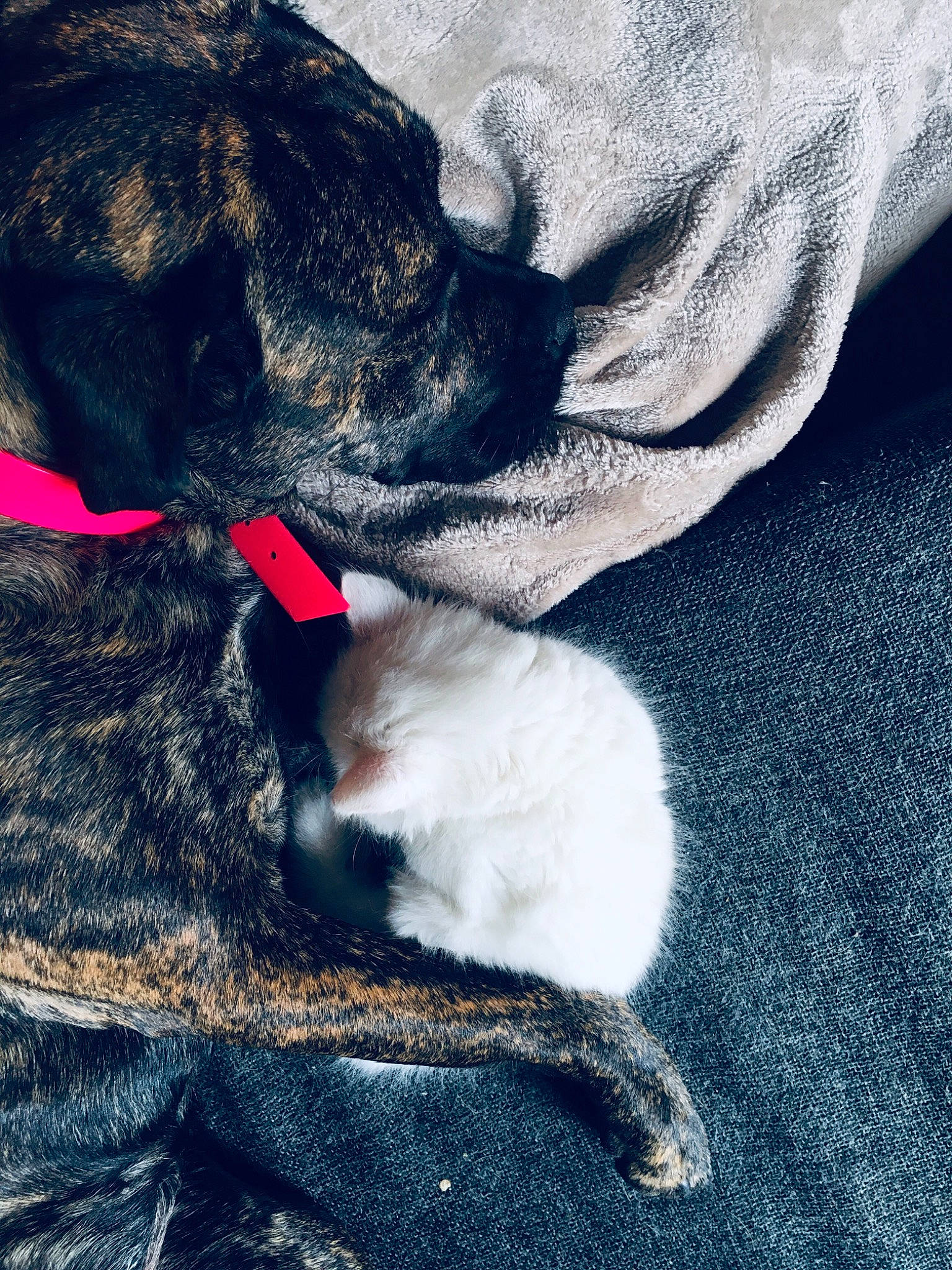 Joy participe au concours pour gagner de l'argent avec cette photo : carnivore, cat, claw, felidae, fur, german_rex, kitten, paw, small_to_medium_sized_cats, tail, whiskers