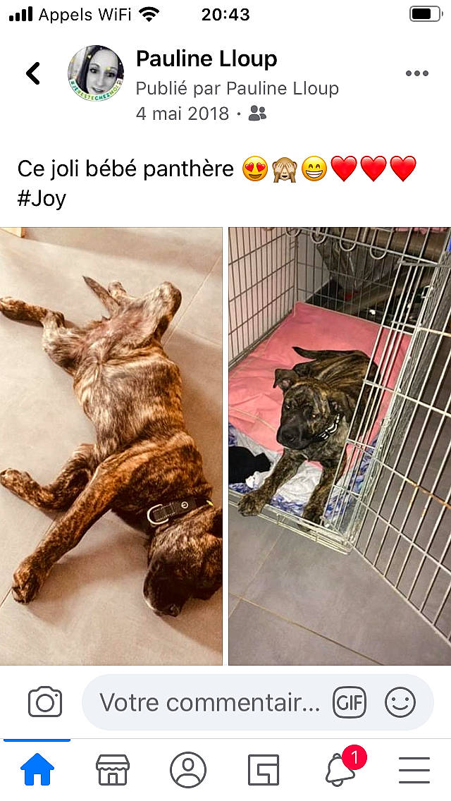 Joy a rejoint le concours — aidez-le/la à gagner de superbes lots ! canidae, carnivore, dog, dog_breed, non_sporting_group, street_dog