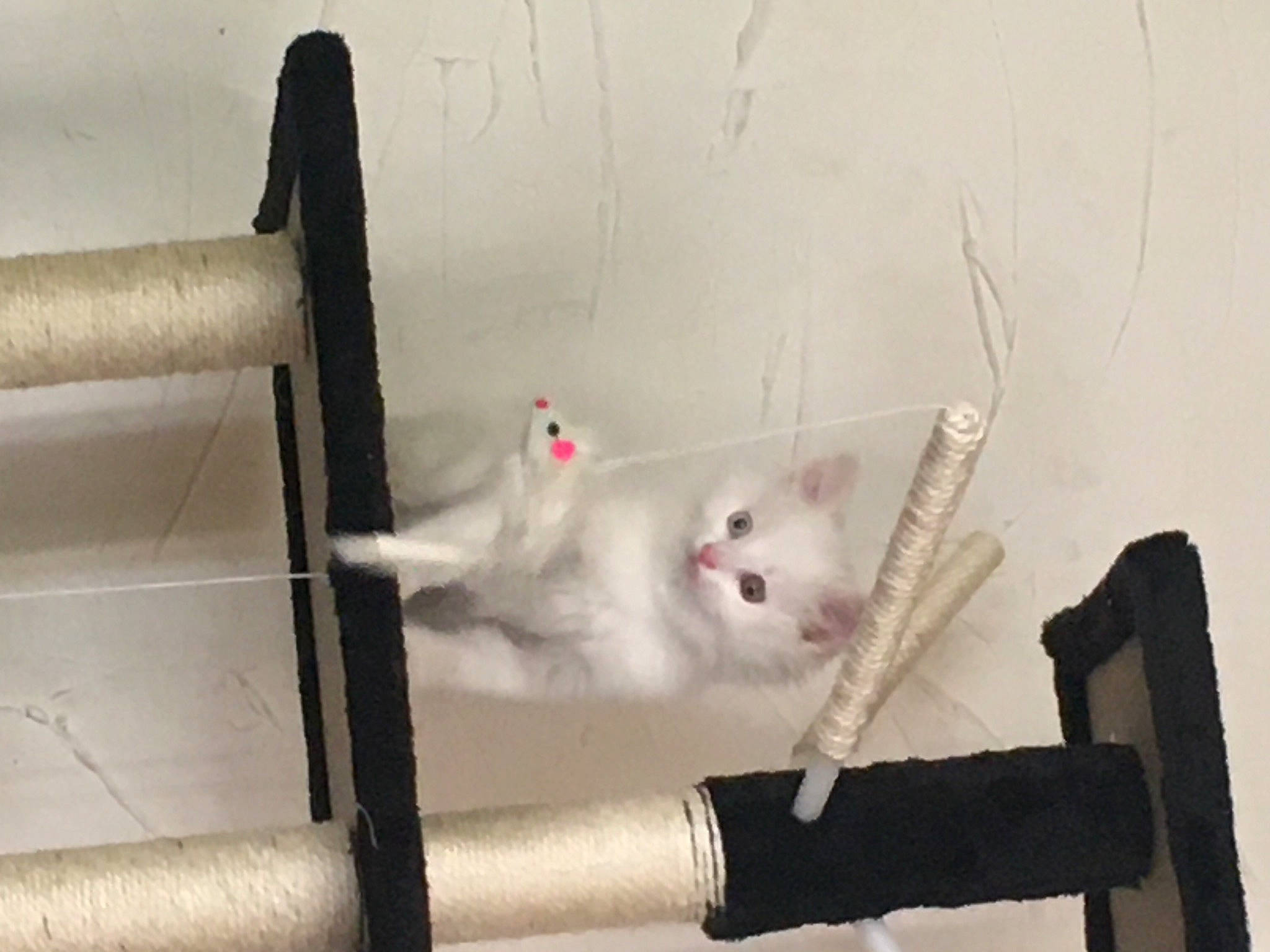 Coton a rejoint le concours — aidez-le/la à gagner de superbes lots ! carnivore, cat, felidae, kitten, ragdoll, small_to_medium_sized_cats, tail, turkish_angora, turkish_van, whiskers, white