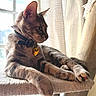 cat, tabby, pet, indoor, window, sunlight, relaxed, feline, collar, tag, perch, fur, whiskers, paw, animal, cute, domestic, resting, side_view, cozy