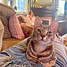 cat, tabby_cat, denim, jeans, couch, pillow, dog, living_room, person, blurred_background, window, mirror, fireplace, indoor, relaxing, pet, furniture, cozy, home, resting