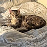 cat, tabby, sleeping, bed, blanket, sunlight, cozy, indoor, pet, feline, resting, whiskers, fur, cute, animal, comfortable, domestic, relaxation, soft, nap