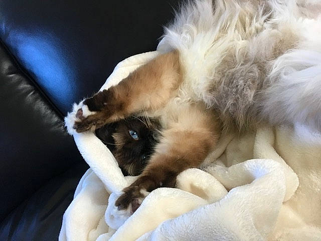 Bambino joined the competition — help win amazing prizes! birman, canidae, carnivore, cat, claw, companion_dog, dog, dog_breed, fur, nap, paw, puppy, puppy_love, sleep, sporting_group, whiskers
