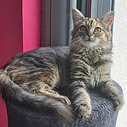 Bounty a rejoint le concours — aidez-le/la à gagner de superbes lots ! abyssinian, angora, animal, brasssection, cat, chair, couch, egyptiancat, furniture, horn, kitten, manx, musicalinstrument, person, pet, sleeping, window, windowsill