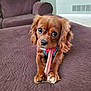Hazel is registered to the contest to win money with this photo: dog, brown_dog, pet, chewing, treat, couch, living_room, furniture, indoors, canine, cute, small_dog, fur, paw, animal, companion, relaxing, playful, looking_at_camera, home