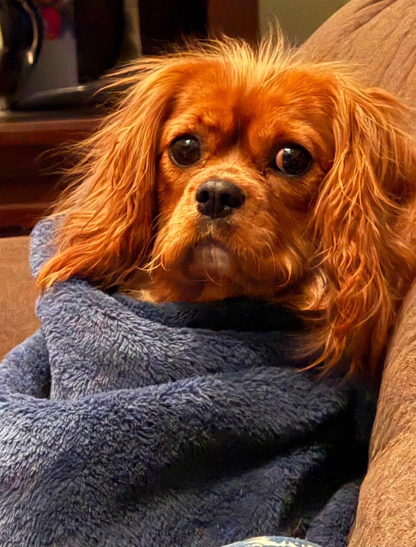 Hazel