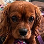 Hazel joined the competition — help win amazing prizes! dog, close_up, brown, puppy, pet, animal, ears, fur, face, eyes, nose, indoor, cozy, cute, portrait, canine, young, looking, domestic, fur_texture