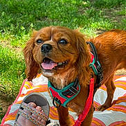 Hazel joined the competition — help win amazing prizes! dog, brown_dog, harness, leash, outdoor, grass, blanket, sandals, feet, happy_dog, pet, canine, summer, sunlight, nature, playful, companion, animal, cute, portrait