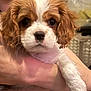 Baylee is registered to the contest to win money with this photo: puppy, dog, pet, cute, fluffy, brown, white, animal, close_up, portrait, young, domestic_animal, fur, whiskers, eyes, hand, holding, indoor, soft_focus, adorable