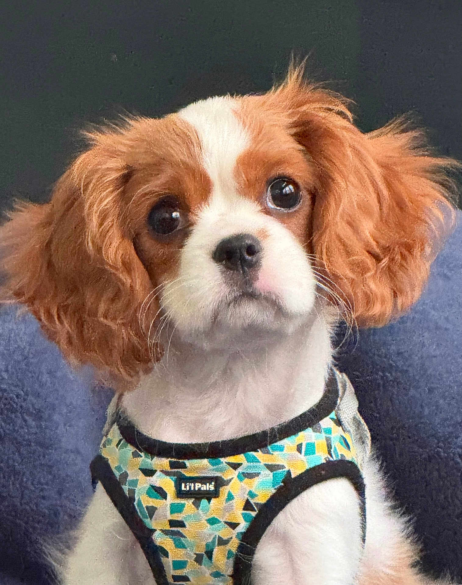 Baylee is registered to the contest to win money with this photo: dog, puppy, cavalier_king_charles_spaniel, pet, animal, fur, ears, harness, colorful, pattern, cute, portrait, indoor, looking_up, white, brown, black, soft, fluffy, blue_background