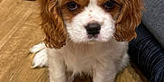 Baylee joined the competition — help win amazing prizes! puppy, dog, brown_and_white, cute, fluffy, pet, indoor, wooden_floor, sitting, young_animal, close_up, adorable, companion, domestic_animal, looking_at_camera, fur, small_dog, animal_face, paw, canine