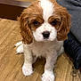 puppy, dog, brown_and_white, cute, fluffy, pet, indoor, wooden_floor, sitting, young_animal, close_up, adorable, companion, domestic_animal, looking_at_camera, fur, small_dog, animal_face, paw, canine