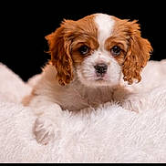 Baylee is registered to the contest to win money with this photo: puppy, dog, cute, fluffy, white, brown, pet, animal, portrait, closeup, fur, young, resting, blanket, soft, cozy, adorable, eyes, face, background