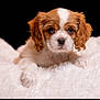 puppy, dog, cute, fluffy, white, brown, pet, animal, portrait, closeup, fur, young, resting, blanket, soft, cozy, adorable, eyes, face, background