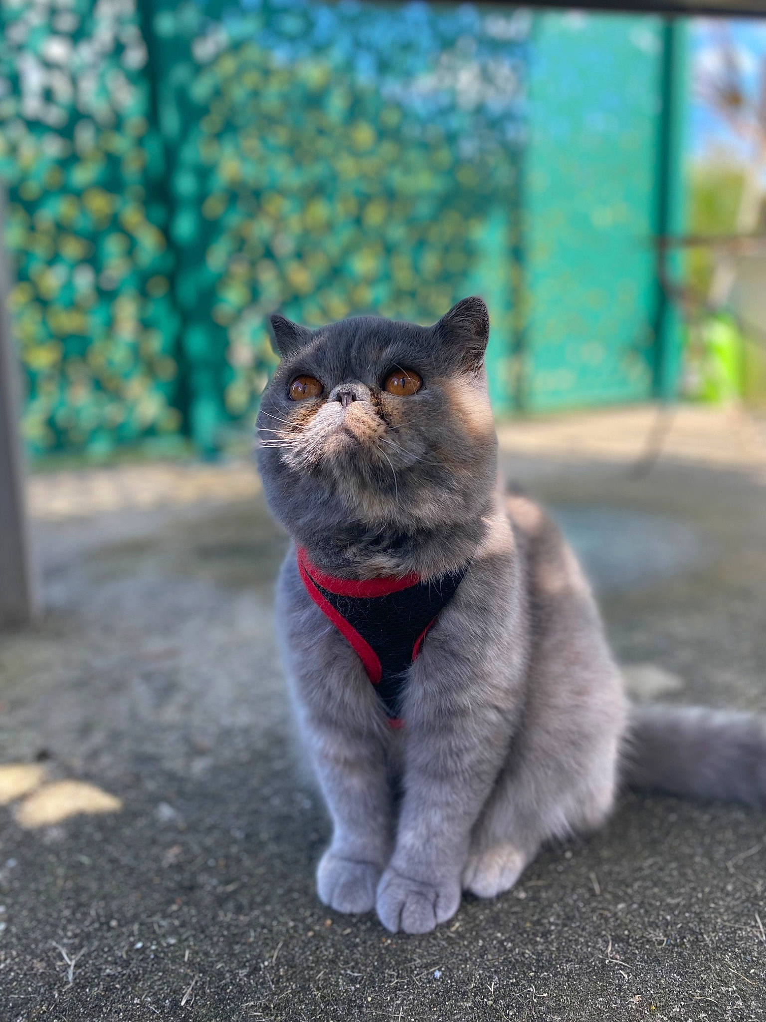 Saya