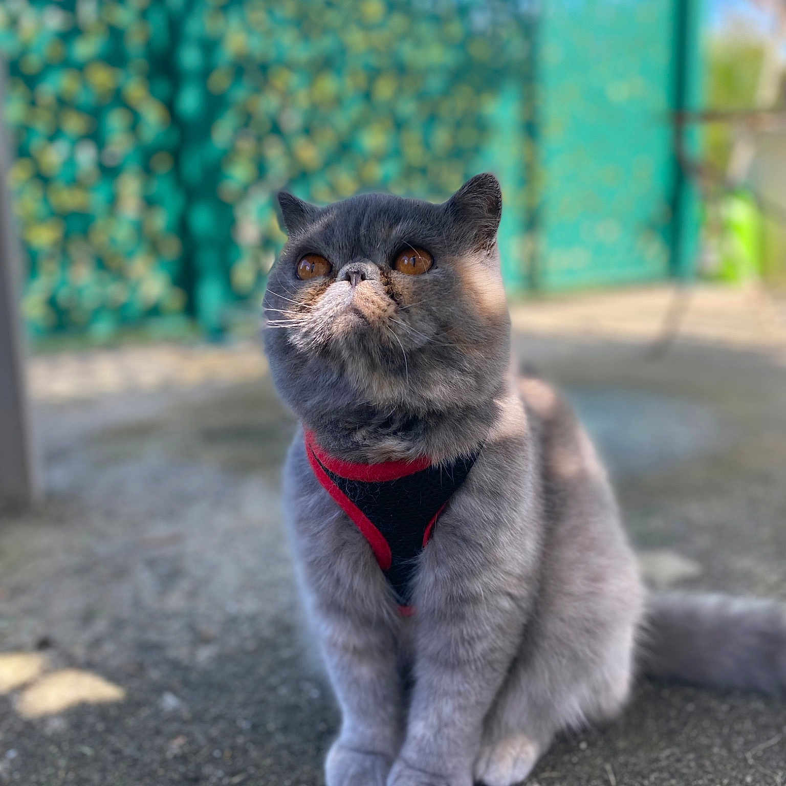 Saya