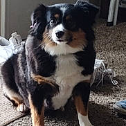 Bella is registered to the contest to win money with this photo: dog, indoor, carpet, tricolor, pet, animal, sitting, curious, household, shoe, furniture, paw, fur, cute, companion, domestic, mammal, portrait, floor, relaxed