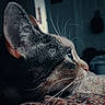 Cleo is registered to the contest to win money with this photo: cat, close_up, side_profile, whiskers, indoor, animal, pet, fur, patterned_blanket, resting, focused, soft_light, texture, domestic_cat, quiet, calm, bedroom, feline, portrait, animal_face