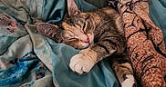Cleo is registered to the contest to win money with this photo: cat, tabby, sleeping, blanket, cozy, indoor, resting, feline, pet, comfort, soft, patterned_blanket, cute, relaxed, paw, fur, closeup, home, nap, warm