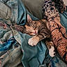 cat, tabby, sleeping, blanket, cozy, indoor, resting, feline, pet, comfort, soft, patterned_blanket, cute, relaxed, paw, fur, closeup, home, nap, warm