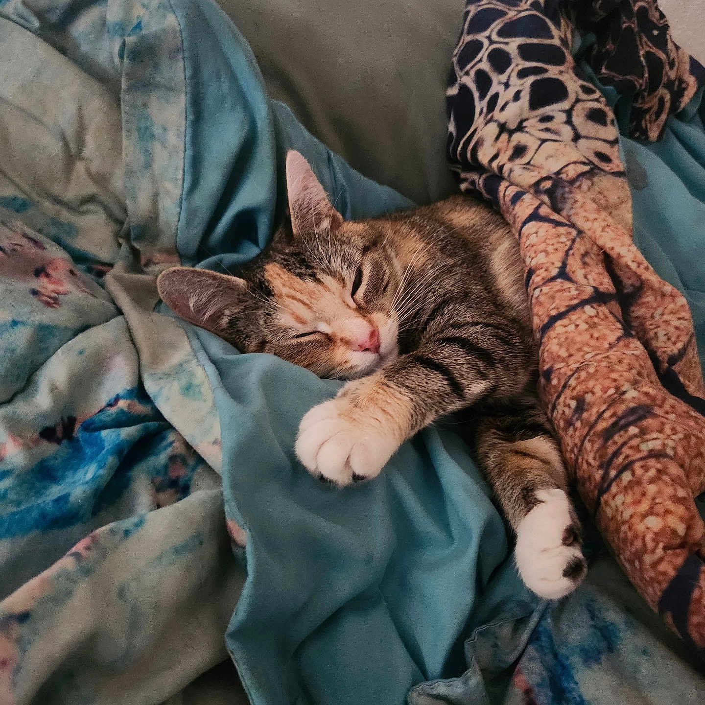 Cleo is registered to the contest to win money with this photo: cat, tabby, sleeping, blanket, cozy, indoor, resting, feline, pet, comfort, soft, patterned_blanket, cute, relaxed, paw, fur, closeup, home, nap, warm