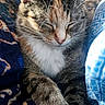 Cleo is registered to the contest to win money with this photo: cat, tabby_cat, sleeping, cozy, blanket, paws, fur, indoor, resting, cute, pet, animal, closeup, relaxing, feline, bed, comfort, whiskers, nap, domestic_cat