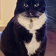 Tessa is registered to the contest to win money with this photo: cat, tuxedo_cat, black_and_white, pet, indoor, collar, bell, tag, whiskers, animal, feline, sitting, wooden_surface, close_up, portrait, domestic_cat, cute, fur, eyes, indoor_lighting