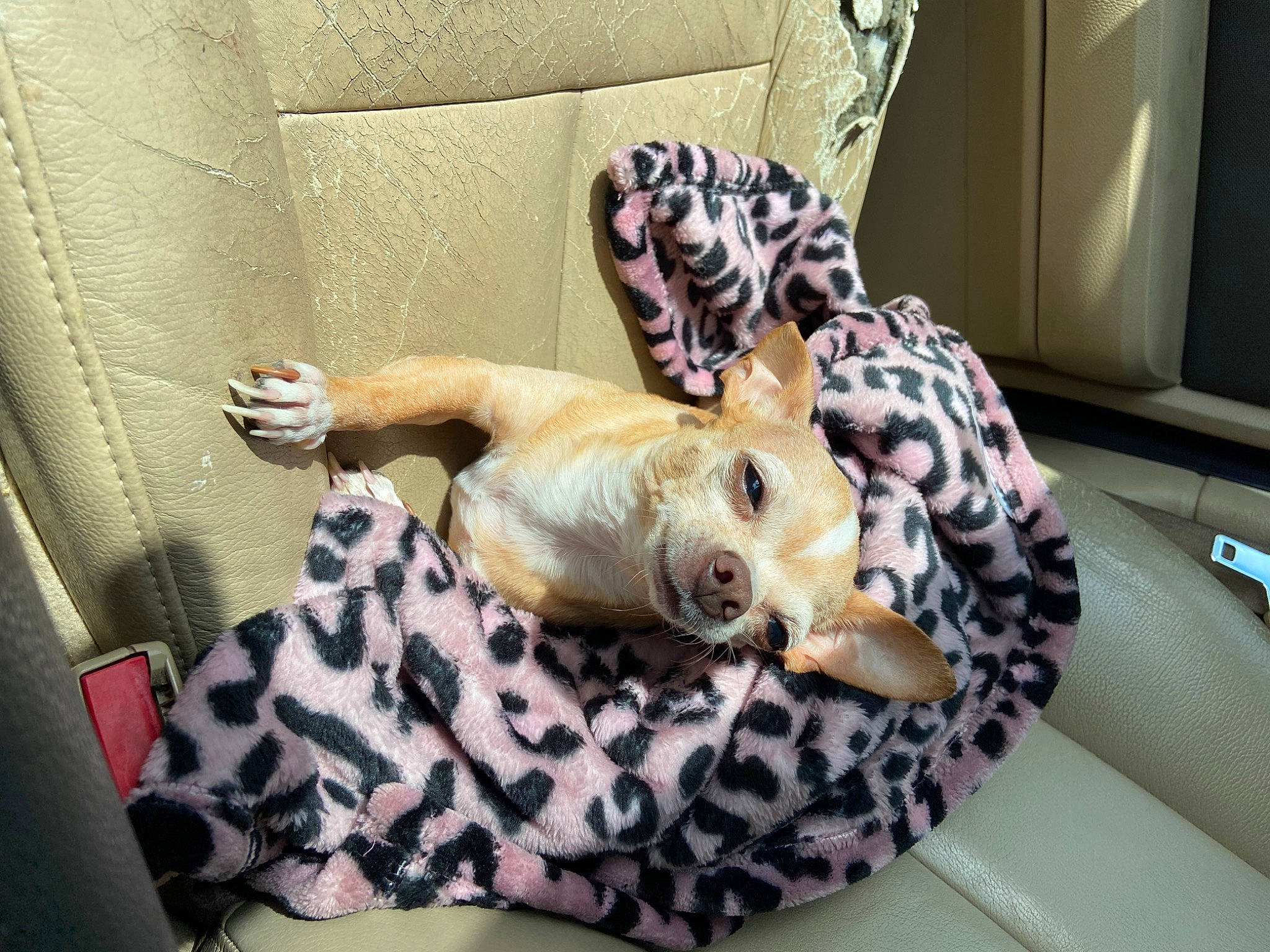 Jules is registered to the contest to win money with this photo: canidae, carnivore, comfort, companion_dog, couch, dog, dog_breed, dog_supply, fawn, felidae, fur, linens, paw, room, small_to_medium_sized_cats, sporting_group, tail, terrestrial_animal, toy_dog, whiskers