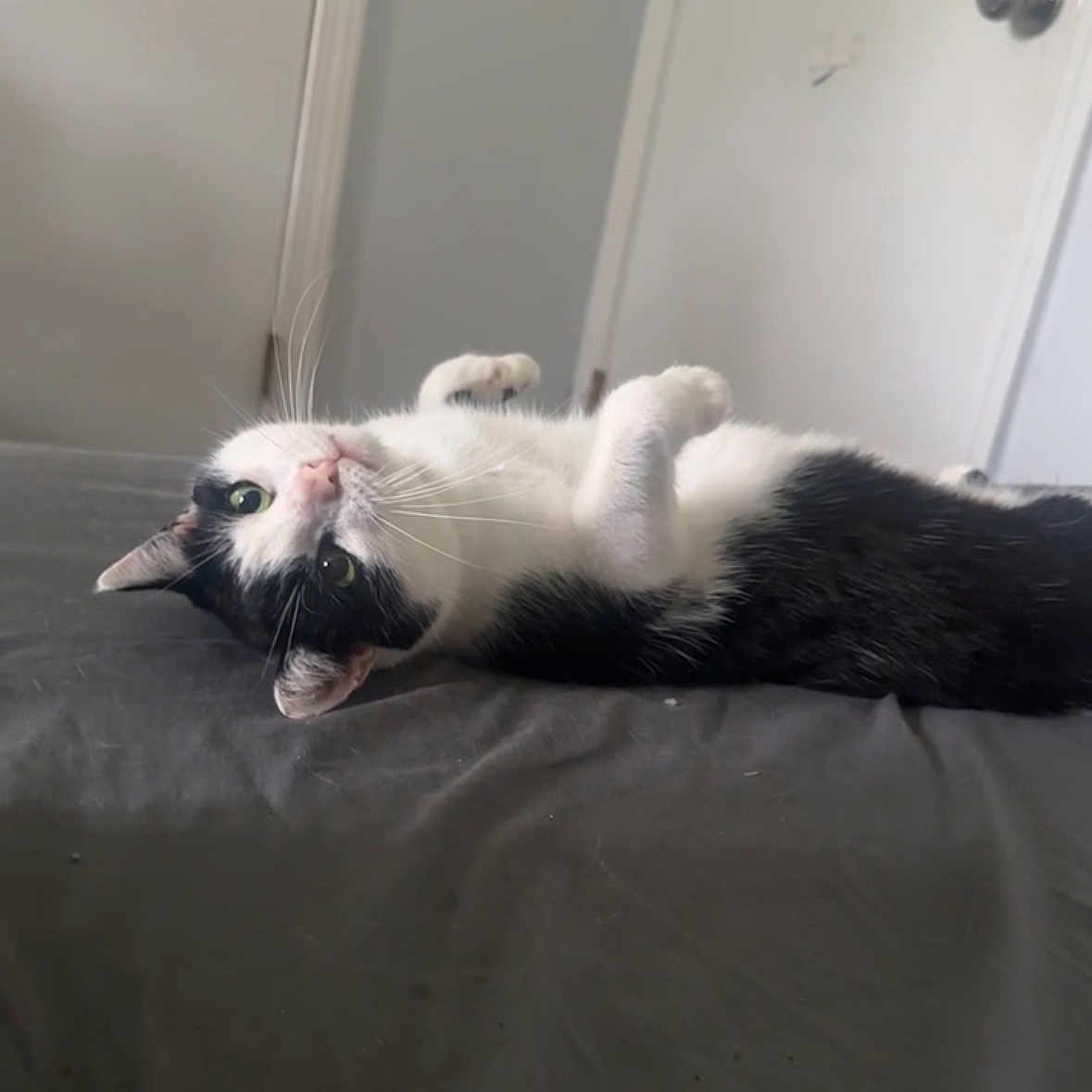 Moonpie joined the competition — help win amazing prizes! cat, black_and_white, lying_down, indoor, bed, curious, pet, feline, whiskers, ears, green_eyes, door, wall, relaxed, fur, animal, domestic, cute, resting, close_up