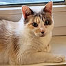 cat, calico_cat, windowsill, indoor, pet, animal, feline, fur, whiskers, ears, curious, resting, looking, closeup, window, natural_light, domestic_animal, mammal, cute, cozy