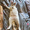 cat, lying_down, bed, blanket, star_pattern, feline, relaxed, indoor, fur, tail, pink_paw_pads, whiskers, ears, cute, pet, animal, home, cozy, resting, looking