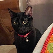 Phoebe joined the competition — help win amazing prizes! animal, bell, black_cat, cat, chair, closeup, collar, curtain, domestic_cat, feline, household, indoor, leather_chair, looking, pet, placemat, quilting, sitting, table, yellow_eyes