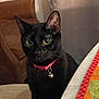 animal, bell, black_cat, cat, chair, closeup, collar, curtain, domestic_cat, feline, household, indoor, leather_chair, looking, pet, placemat, quilting, sitting, table, yellow_eyes