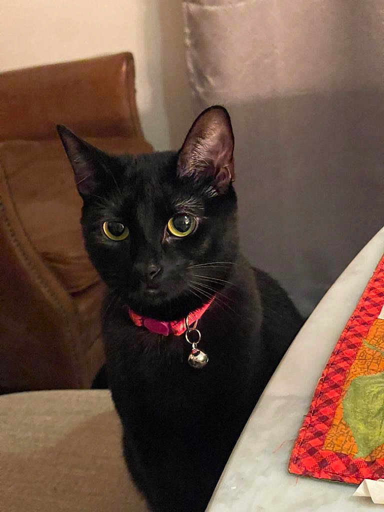 Phoebe