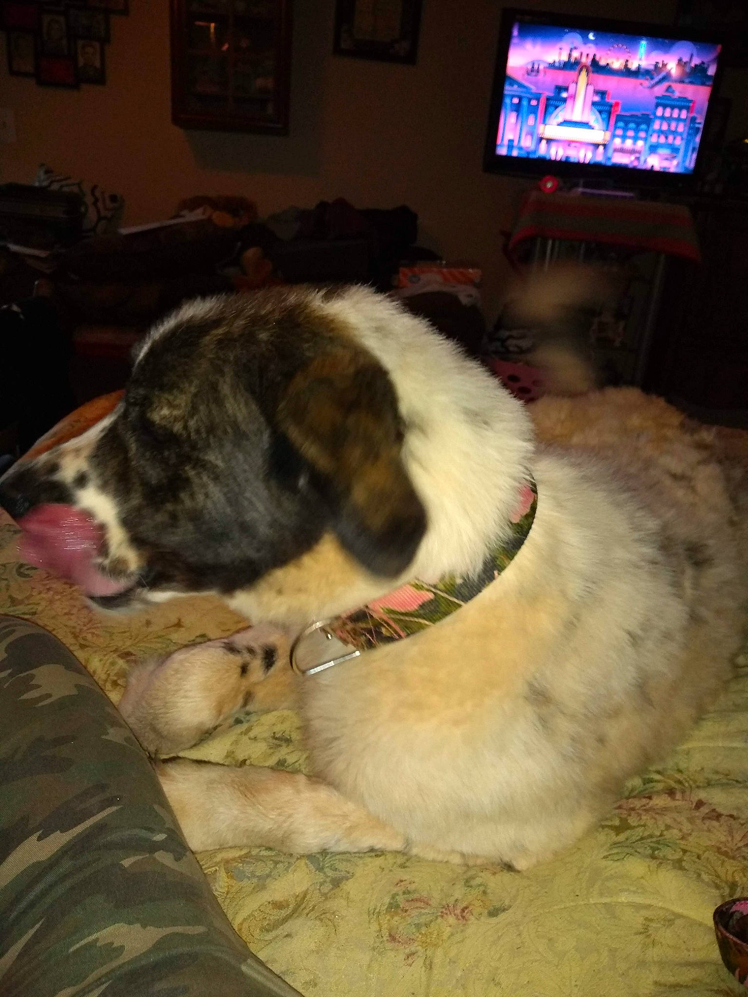 Lulu is registered to the contest to win money with this photo: canidae, carnivore, dog, dog_breed, mammal, moscow_watchdog, pyrenean_mastiff, rafeiro_do_alentejo, snout, sporting_group, st_bernard