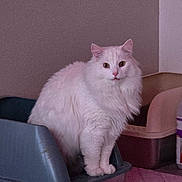 Pikachu joined the competition — help win amazing prizes! animal, cat, curious, cute, domestic_cat, feline, floor, fluffy, fur, gray, home, household, indoor, litter_box, mat, pet, pet_care, pink, resting, white_cat