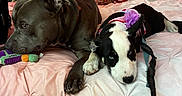 Indica joined the competition — help win amazing prizes! bed, bedroom, black_and_white_dog, canines, chew_toy, collar, cute, dogs, furniture, gray_dog, indoor, leash, lying_down, pets, pink_bedding, portrait, purple_flower, relaxed, sleeping, toy