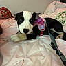 animal, bed, bedroom, black_and_white, black_fur, blanket, cozy, dog, floppy_ears, harness, indoors, looking_at_camera, lying_down, pet, pillow, pink, portrait, puppy, sitting, white_fur