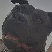 Nacho is registered to the contest to win money with this photo: animal, brown_eyes, building, canine, chain, close_up, collar, companion, curious, daylight, dog, ears, friendly, happy, leash, muzzle, outdoor, pet, portrait, sky