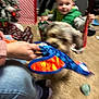 dog, toddler, toy, hand, living_room, carpet, christmas_tree, gift_bag, adult, green_vest, blue_jeans, play, indoor, blur, furniture, holiday, family, interaction, pet, child