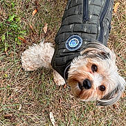 Bruno joined the competition — help win amazing prizes! dog, small_dog, fluffy, jacket, green_jacket, grass, dry_grass, outdoor, pet, cute, animal, looking_up, fur, ears, nose, eyes, walking, nature, autumn, canine